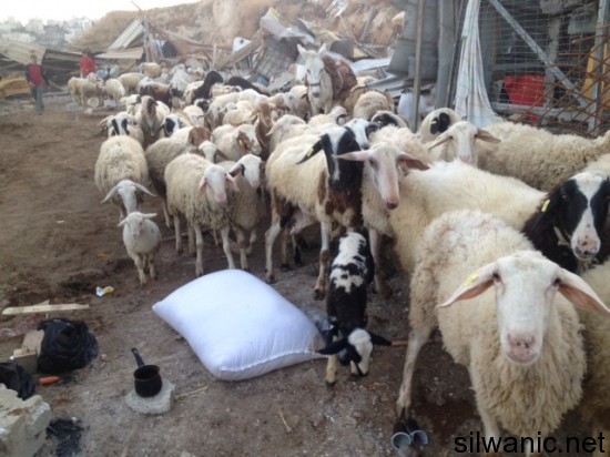 العيزرية هدم 2