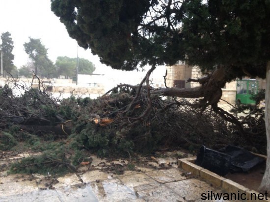 سقوط شجرة 10