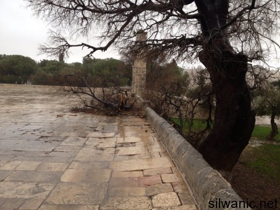 سقوط شجرة 12