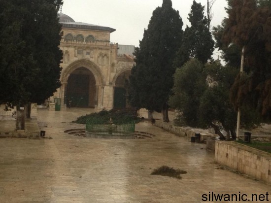 سقوط شجرة 77