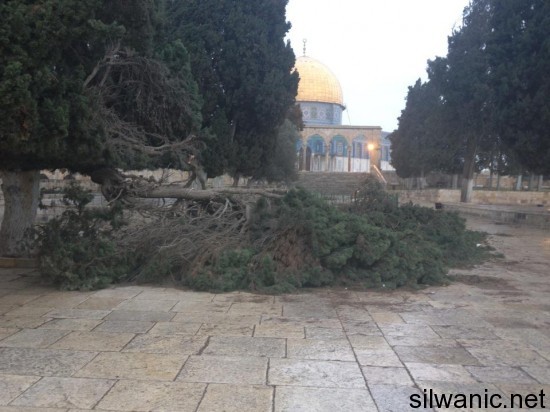 سقوط شجرة 88