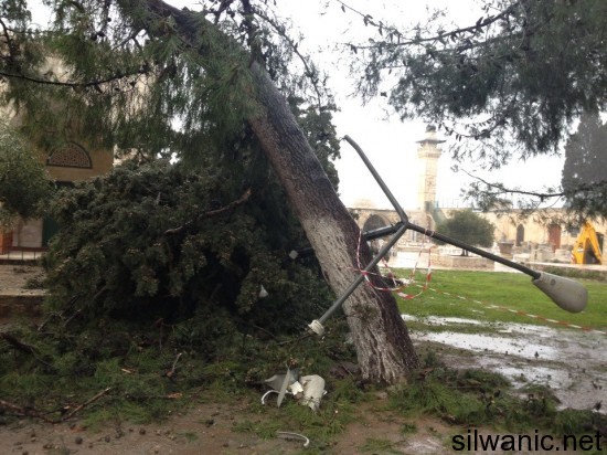 سقوط شجرة 9