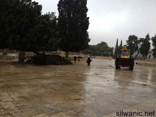 شجرة الاقصى سقوط