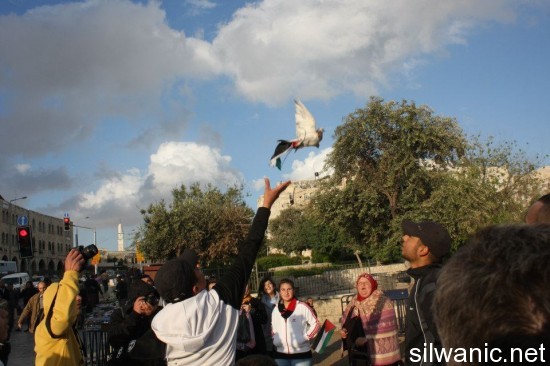 حمام يحمل العلم