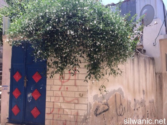 11830139_10152950936717466_866646095_n